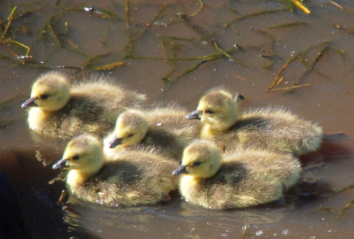 [All five are together (as if they are velcro'd) in the water. The long hairs of their downy surface sticks in all directions above their bodies. ]